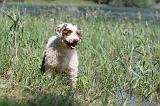 PERRO DE AGUA 210